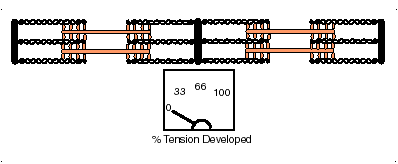 Muscle Sliding Filaments