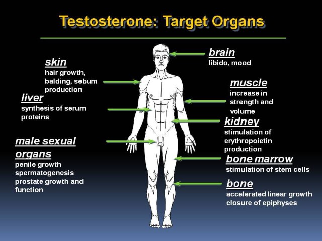 Testosterone Replacement and Anabolic Steroids – Part 2