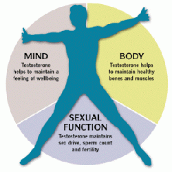 Testosterone ‘protects against heart disease’