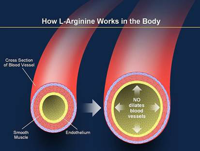 More Protein, Less Refined Starch Important for Dieting, Large Study Shows More Protein, Less Refined Starch Important for Dieting, Large Study Shows
