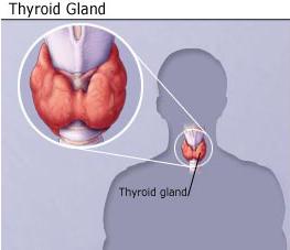 Thyroid_Gland