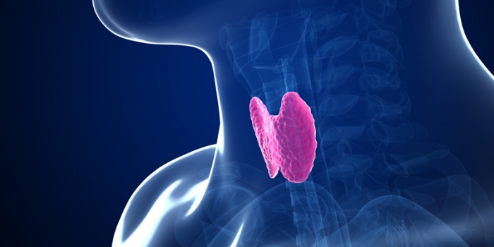 Does Thyroid Medication Boost Performance?