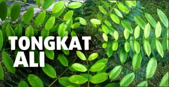 Tongkat Ali boosts testosterone and muscle strength