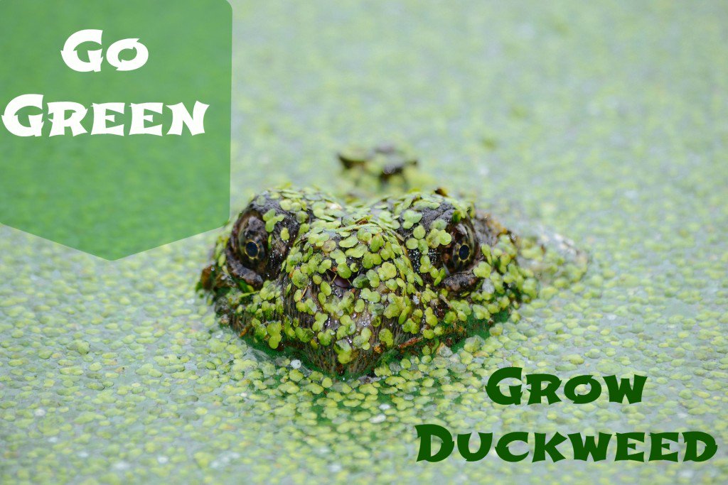 Is Duckweed the Next Plant-Based Protein Source?