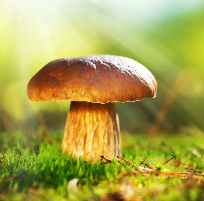 Mushrooms Could Be the Next Big Functional Food Item