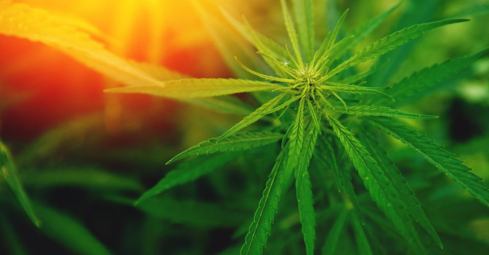 Exercise Increases the Body’s Own “Cannabis-Like” Substance