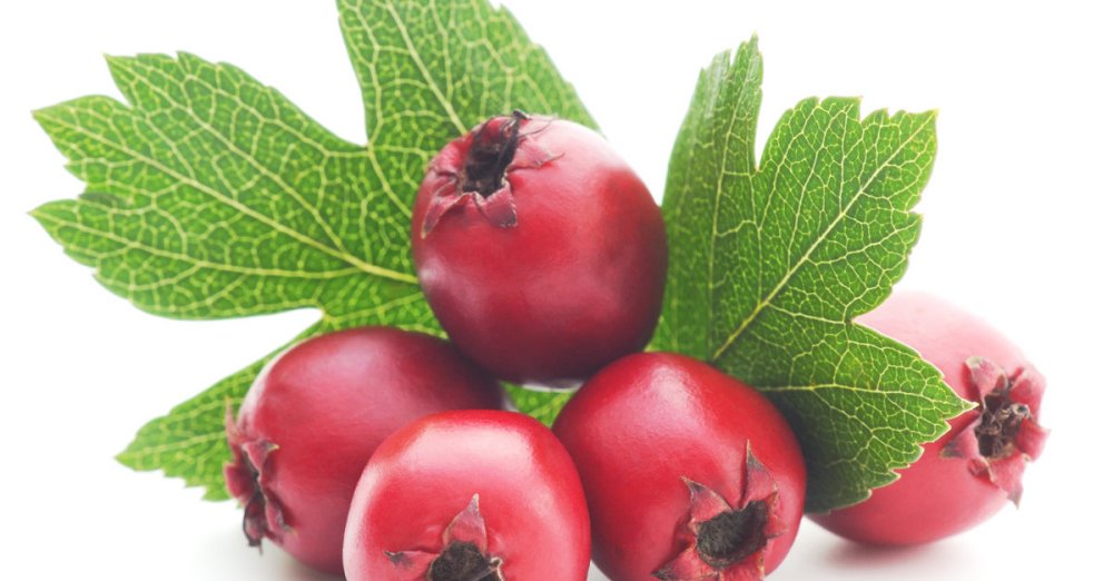 The Benefits of Hawthorn Berries: Should You Use Them?