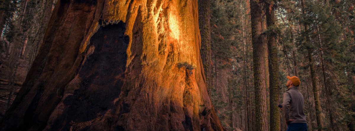 The Importance of Pine Bark for Male Fertility The Importance of Pine Bark for Male Fertility