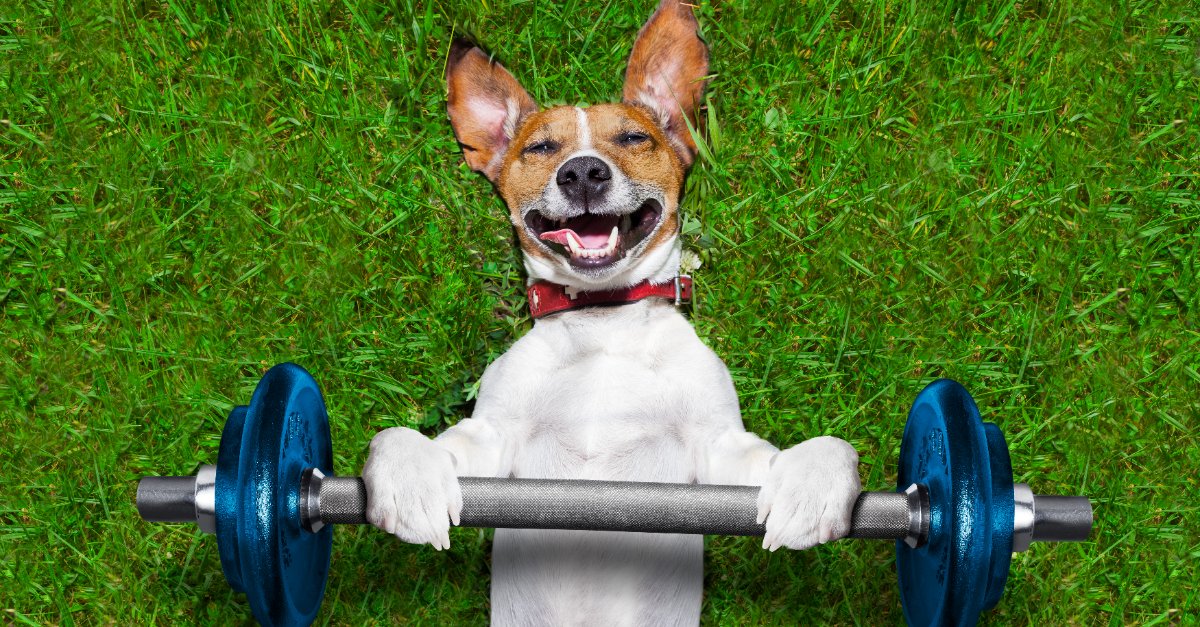 10 Excellent Ways That You Can Exercise with Your Dog 10 Excellent Ways That You Can Exercise with Your Dog