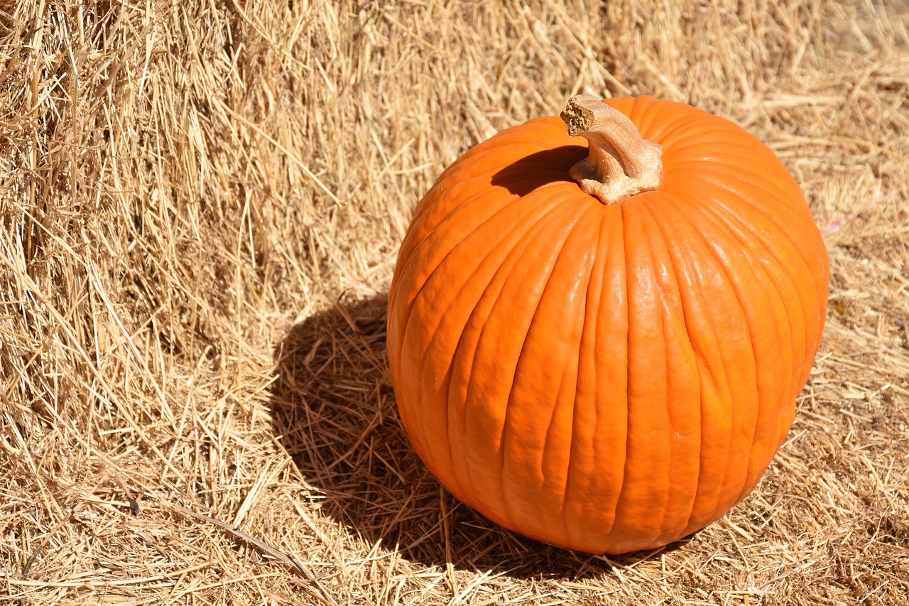 6 Reasons Why You Should Put Pumpkin in Your Diet 6 Reasons Why You Should Put Pumpkin in Your Diet