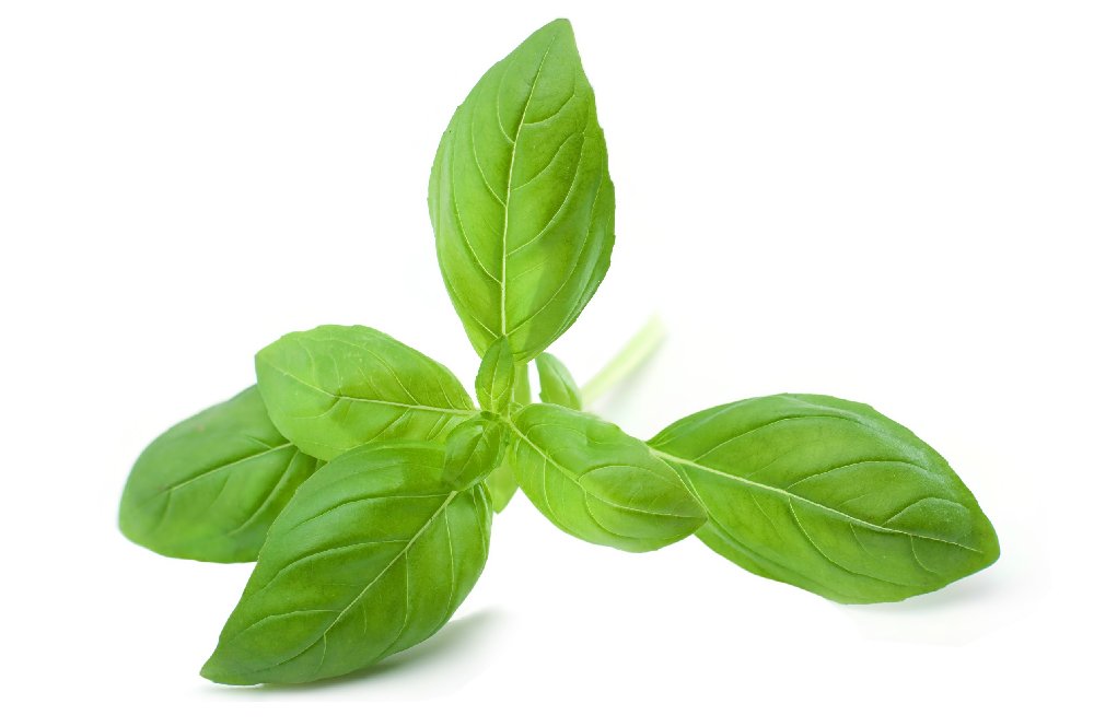 10 Benefits of Basil to Improve Your Overall Health 10 Benefits of Basil to Improve Your Overall Health