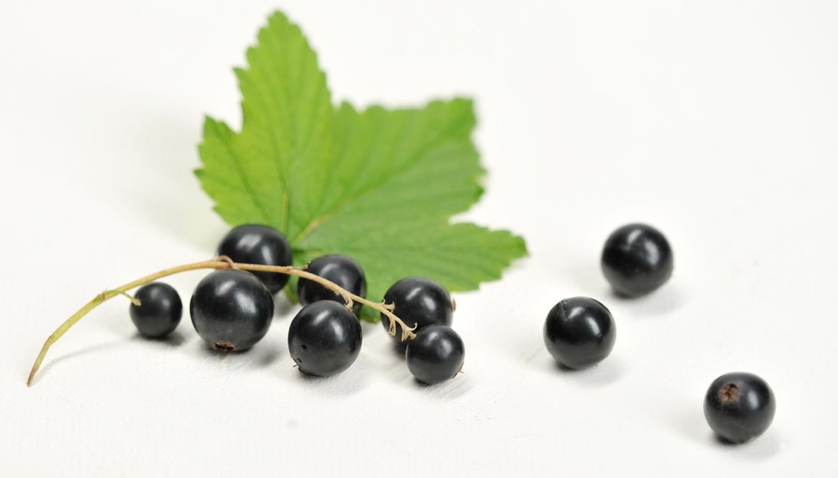 The Many Important Health Benefits of Black Currant The Many Important Health Benefits of Black Currant