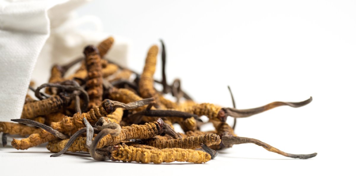 You’ve Heard of Cordyceps — Now How Can It Help You? You’ve Heard of Cordyceps — Now How Can It Help You?